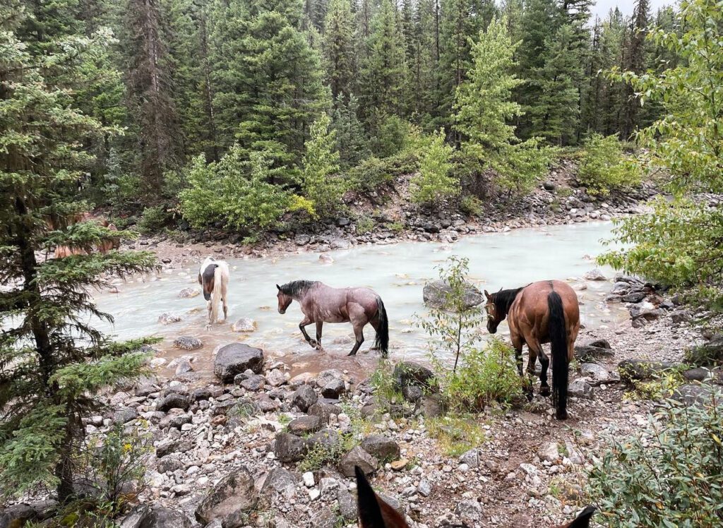 Horses cross White River in Montana's Bob Marshall Wilderness. 