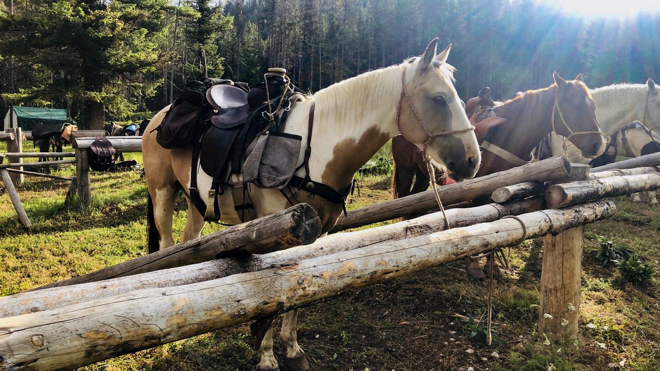 Our 5 Favorite Photos From July In Montana - Mills Wilderness 