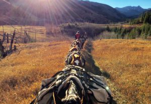 Elk hunts in the Bob Marshall Wilderness and Scapegoat Wilderness give you an amazing opportunity to hunt, fish, and see native wildlife.