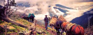 Enjoy the wonders of the Bob Marshall Wilderness on horseback during one of our summer pack trips.